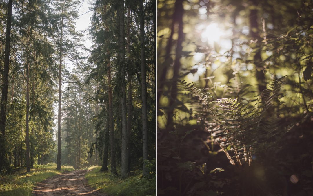 Maj i czerwiec w zdjęciach – las