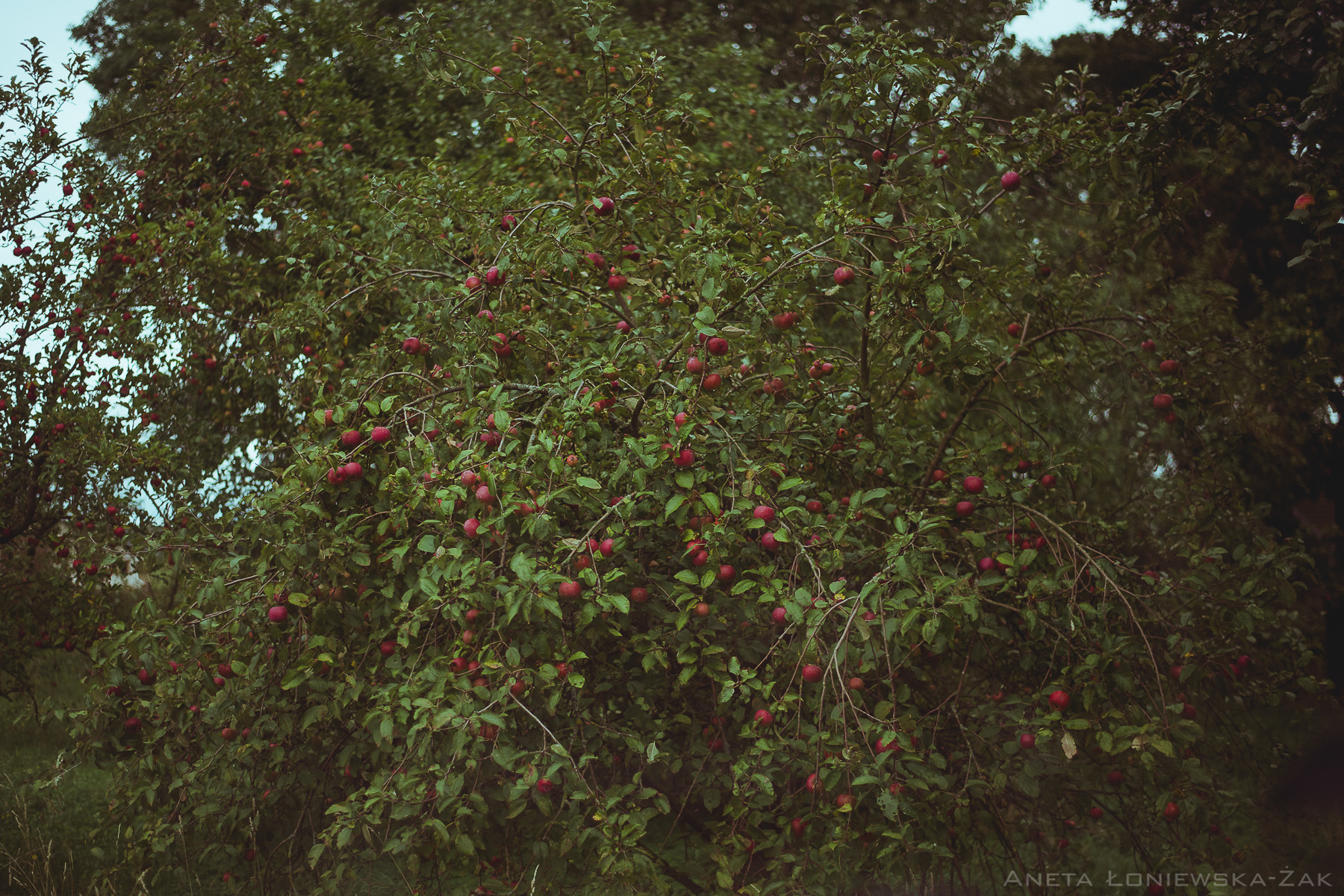 fotografia przyrodnicza, puszcza knyszyńska, podlasie, pkpk, jabłoń